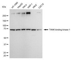 Invitrogen TBK1 Recombinant Rabbit Monoclonal Antibody (24GB4640):Antibodies,