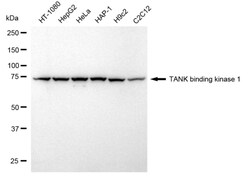 Invitrogen TBK1 Recombinant Rabbit Monoclonal Antibody (24GB4650) 20 &mu;L;