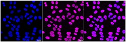 Invitrogen TRBP Recombinant Rabbit Monoclonal Antibody (24GB2425):Antibodies,