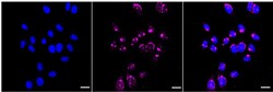 Invitrogen TMF1 Recombinant Rabbit Monoclonal Antibody (24GB1965):Antibodies,