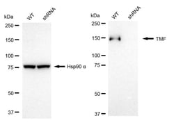 Invitrogen TMF1 Recombinant Rabbit Monoclonal Antibody (24GB1965):Antibodies,