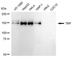 Invitrogen TMF1 Recombinant Rabbit Monoclonal Antibody (24GB1965):Antibodies,