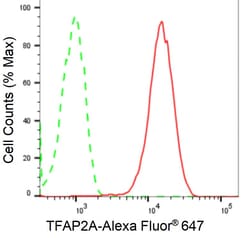 Invitrogen AP2 alpha Recombinant Rabbit Monoclonal Antibody (24GB2485)