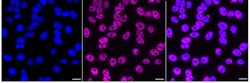 Invitrogen AP2 alpha Recombinant Rabbit Monoclonal Antibody (24GB2485)