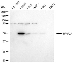 Invitrogen AP2 alpha Recombinant Rabbit Monoclonal Antibody (24GB2485)