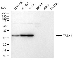 Invitrogen TREX1 Recombinant Rabbit Monoclonal Antibody (24GB2440) 20 &mu;L;