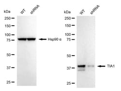 Invitrogen TIA-1 Recombinant Rabbit Monoclonal Antibody (24GB2175) 20 &mu;L;