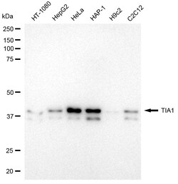 Invitrogen TIA-1 Recombinant Rabbit Monoclonal Antibody (24GB2175) 20 &mu;L;