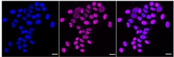 Invitrogen TIMELESS Recombinant Rabbit Monoclonal Antibody (24GB2665):Antibodies:Primary
