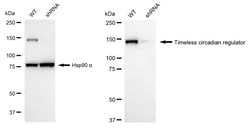Invitrogen TIMELESS Recombinant Rabbit Monoclonal Antibody (24GB2665):Antibodies:Primary