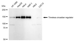 Invitrogen TIMELESS Recombinant Rabbit Monoclonal Antibody (24GB2665) 100