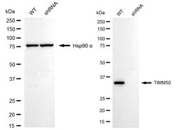 Invitrogen TIMM50 Recombinant Rabbit Monoclonal Antibody (24GB2670) 100