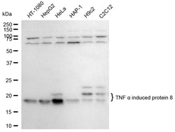 Invitrogen TNFAIP8 Recombinant Rabbit Monoclonal Antibody (24GB2315):Antibodies:Primary