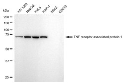Invitrogen TRAP1 Recombinant Rabbit Monoclonal Antibody (24GB2560) 20 &mu;L;