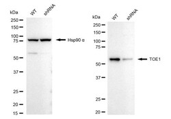 Invitrogen TOE1 Recombinant Rabbit Monoclonal Antibody (24GB1860) 20 &mu;L;