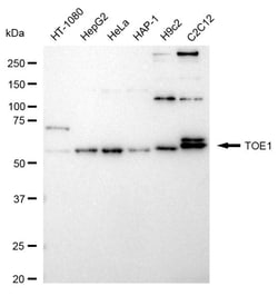 Invitrogen TOE1 Recombinant Rabbit Monoclonal Antibody (24GB1860) 20 &mu;L;