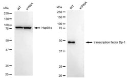 Invitrogen DP1 Recombinant Rabbit Monoclonal Antibody (24GB2685) 100 &mu;L;
