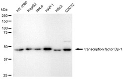 Invitrogen DP1 Recombinant Rabbit Monoclonal Antibody (24GB2685) 100 &mu;L;