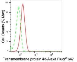 Invitrogen TMEM43 Recombinant Rabbit Monoclonal Antibody (24GB2325) 100
