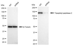 Invitrogen TPP2 Recombinant Rabbit Monoclonal Antibody (24GB2015) 20 &mu;L;