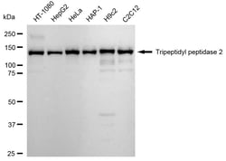 Invitrogen TPP2 Recombinant Rabbit Monoclonal Antibody (24GB2015) 20 &mu;L;