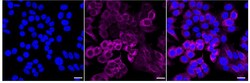Invitrogen TRK fused gene Recombinant Rabbit Monoclonal Antibody (24GB2115)