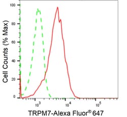 Invitrogen TRPM7 Recombinant Rabbit Monoclonal Antibody (24GB2250) 100