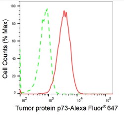 Invitrogen p73 Recombinant Rabbit Monoclonal Antibody (24GB2040) 20 &mu;L;
