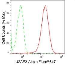 Invitrogen U2AF2 Recombinant Rabbit Monoclonal Antibody (24GB2465):Antibodies:Primary