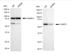 Invitrogen U2AF2 Recombinant Rabbit Monoclonal Antibody (24GB2465) 100