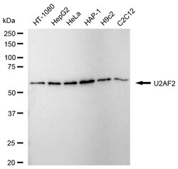Invitrogen U2AF2 Recombinant Rabbit Monoclonal Antibody (24GB2465) 100