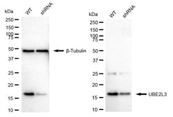 Invitrogen UBE2L3 Recombinant Rabbit Monoclonal Antibody (24GB1875) 20