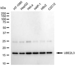 Invitrogen UBE2L3 Recombinant Rabbit Monoclonal Antibody (24GB1875) 20