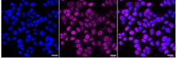 Invitrogen UBE2T Recombinant Rabbit Monoclonal Antibody (24GB2350) 20 &mu;L;
