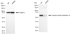 Invitrogen USP14 Recombinant Rabbit Monoclonal Antibody (24GB2190) 20 &mu;L;