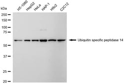 Invitrogen USP14 Recombinant Rabbit Monoclonal Antibody (24GB2190) 20 &mu;L;