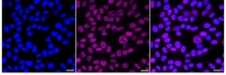 Invitrogen USP39 Recombinant Rabbit Monoclonal Antibody (24GB1810):Antibodies:Primary