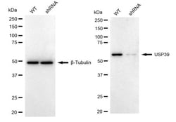 Invitrogen USP39 Recombinant Rabbit Monoclonal Antibody (24GB1810) 100