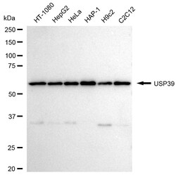 Invitrogen USP39 Recombinant Rabbit Monoclonal Antibody (24GB1810):Antibodies:Primary