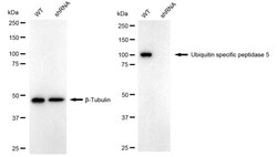 Invitrogen USP5 Recombinant Rabbit Monoclonal Antibody (24GB2480) 100 &mu;L;