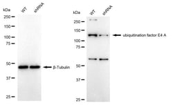 Invitrogen UBE4A Recombinant Rabbit Monoclonal Antibody (24GB1785):Antibodies:Primary