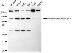 Invitrogen UBE4A Recombinant Rabbit Monoclonal Antibody (24GB1785):Antibodies:Primary
