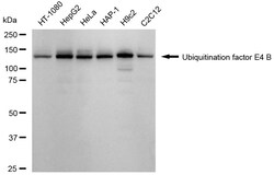 Invitrogen UBE4B Recombinant Rabbit Monoclonal Antibody (24GB1765) 20 &mu;L;