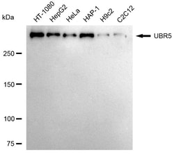 Invitrogen HYD Recombinant Rabbit Monoclonal Antibody (24GB2540):Antibodies:Primary