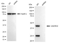 Invitrogen UQCRC2 Recombinant Rabbit Monoclonal Antibody (24GB2220):Antibodies:Primary