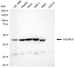 Invitrogen UQCRC2 Recombinant Rabbit Monoclonal Antibody (24GB2220) 100