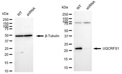 Invitrogen UQCRFS1 Recombinant Rabbit Monoclonal Antibody (24GB2460):Antibodies,