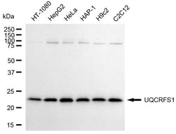 Invitrogen UQCRFS1 Recombinant Rabbit Monoclonal Antibody (24GB2460):Antibodies,