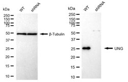 Invitrogen UNG Recombinant Rabbit Monoclonal Antibody (24GB2530) 100 &mu;L;