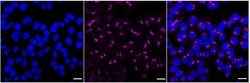 Invitrogen VDP Recombinant Rabbit Monoclonal Antibody (24GB1905) 100 &mu;L;